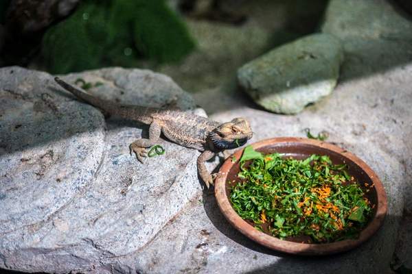 bearded dragon diet by age