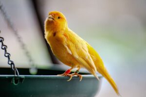 Canary Care for Beginners: A Simple Everyday Guide