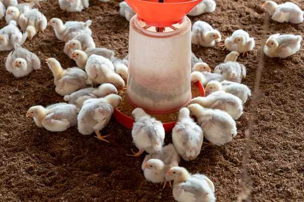 foods chickens should not eat