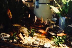 Freshwater Aquarium Setup: A Step-by-Step Beginner Guide
