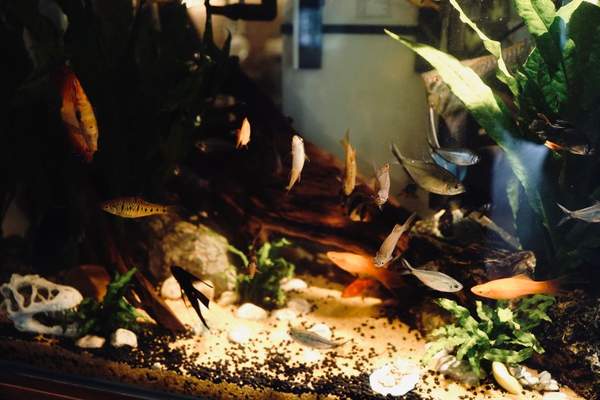 freshwater aquarium setup