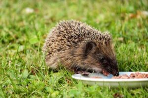 Hedgehog Feeding Guide: Staple Food, Insects, and Treats