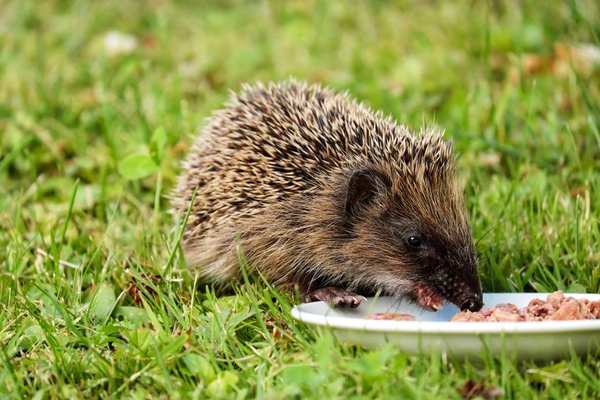 hedgehog feeding guide