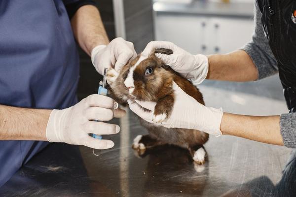 how to find an exotic vet for small pets