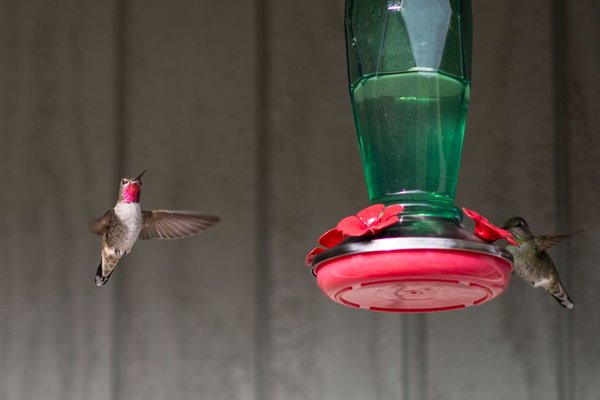 hummingbird feeder cleaning