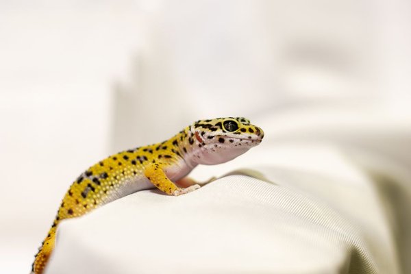 leopard gecko care