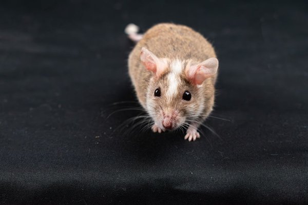 male vs female pet mice