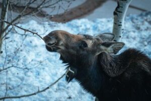 Moose Habitat and Diet: What Moose Eat and Where They Live