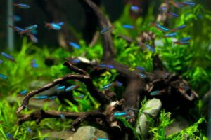 Neon Tetra Care: Tank Size, Schooling, Diet, and Water