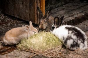 Rabbit Feeding Guide: Hay, Greens, Pellets, and Treats