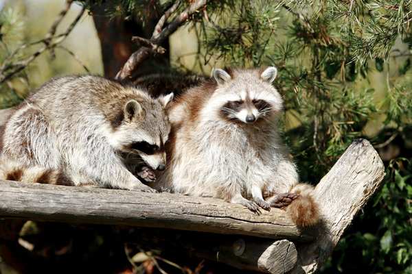 raccoon behavior