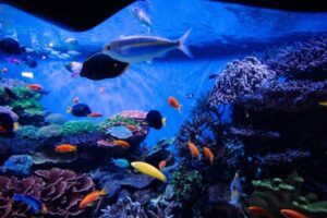 Reef Tank vs Fish-Only Aquarium: Key Differences for Beginners