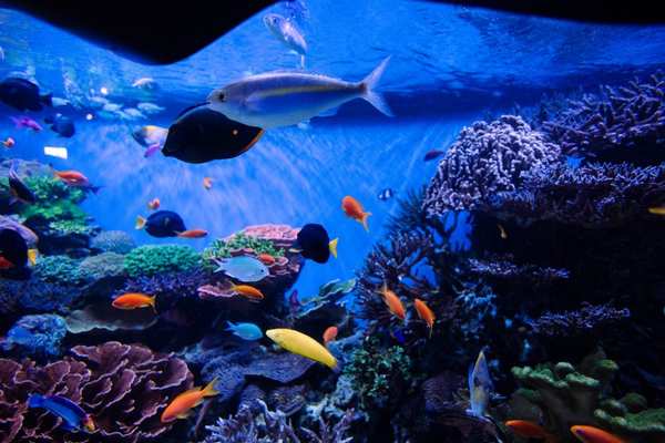 reef tank vs fish only