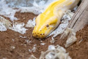 Reptile Shedding Problems: Causes, Prevention, and Safe Support