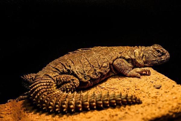 uromastyx care